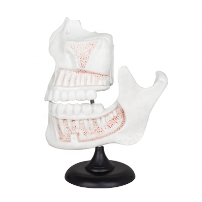 primary middle school science teeth dentition model for children